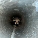 Firefighters found a raccoon stuck in a traffic poll on Monday morning.