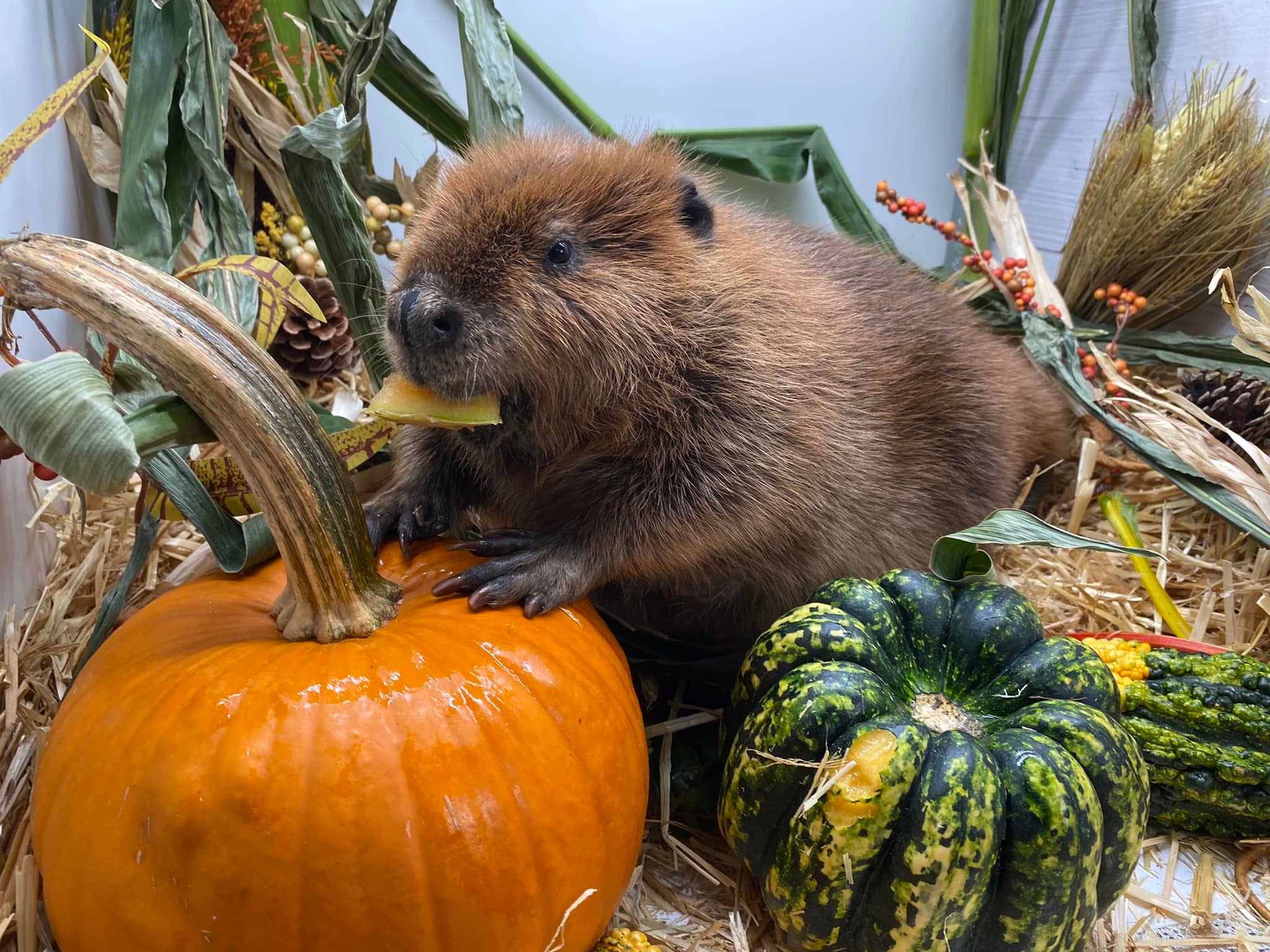 Here's what to know about the viral Chelmsford beaver saga