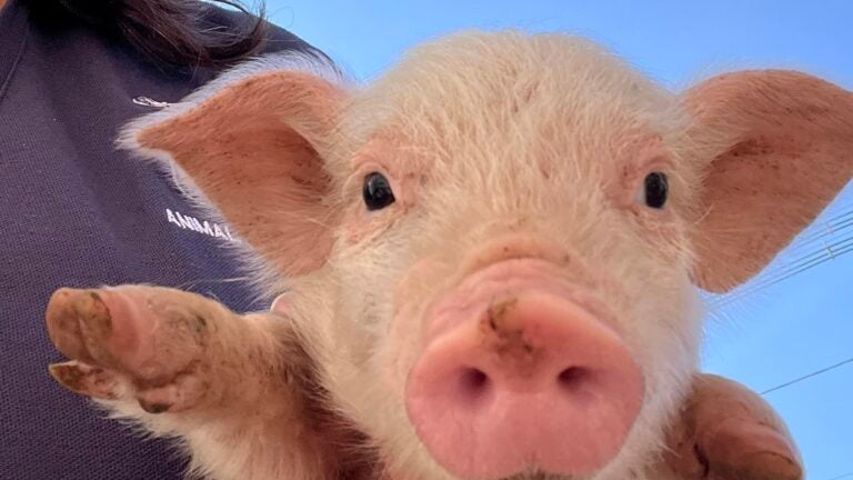 Abandoned piglet found in Framingham needs a new home