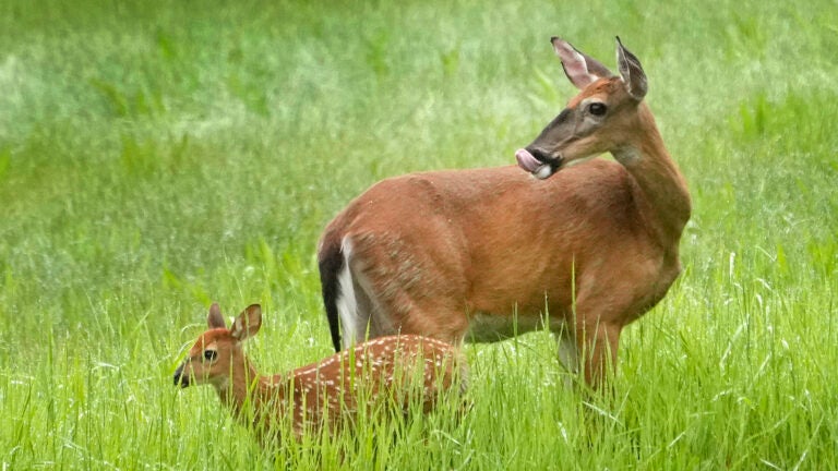 Le Maine demande aux chasseurs d’éviter de manger du cerf et de la dinde dans certaines régions en raison de la contamination par PFAS