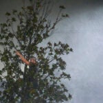 Chris Nation, of Commerce, Ga., climbs a tree and gestures while hanging out with coworkers outside the hotel where they are riding out Hurricane Milton.