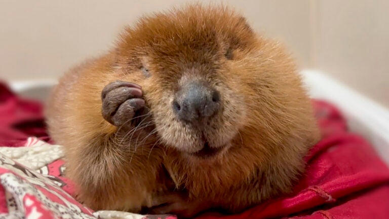 Nibi the beaver to stay at Mass. rescue center, Healey decides Nibi the beaver to stay at Mass. rescue center, Healey decides