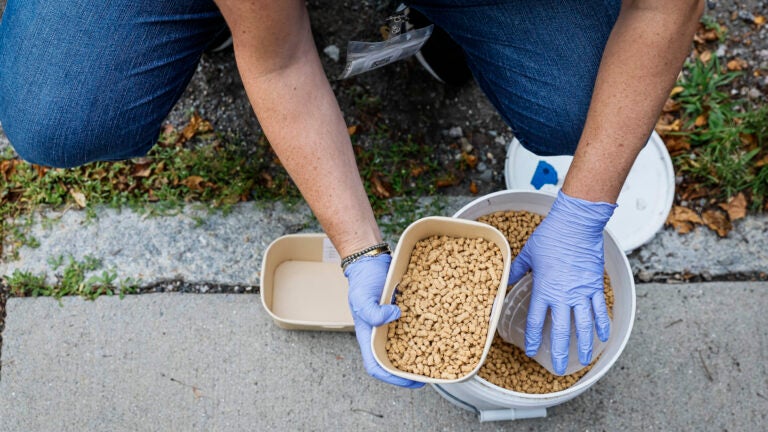 Director of Operations at Wisdom Good Works, replenishes pellets used in a rat birth control pilot program in Jamaica Plain.