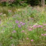 Asters at Garden in the Woods for story on grub control and great fall plants