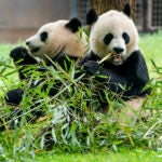 FILE - Giant pandas eat bamboo at the Smithsonian's National Zoo, May 4, 2022, in Washington.