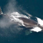 FILE - This image provided by NOAA, shows a North Atlantic right whale in the waters off New England, May 25, 2024.