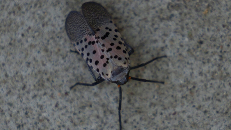 FILE -- A spotted lanternfly in Wilkes-Barre, Pa., Sept. 13, 2024.