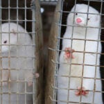 Authorities say two people are facing charges following the release of about 200 minks from cages at a central Pennsylvania fur farm.