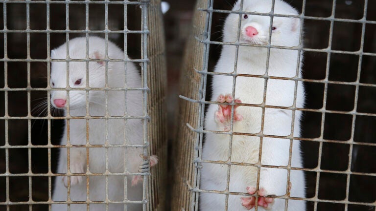 2 people arrested after 200 minks are released from Pennsylvania farm