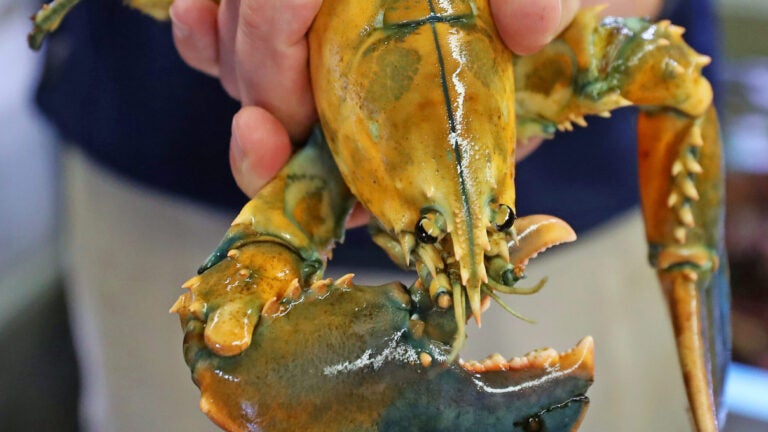 A yellow lobster at the New England Aquarium.
