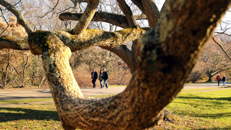 Street bisecting Arnold Arboretum renamed to honor enslaved woman