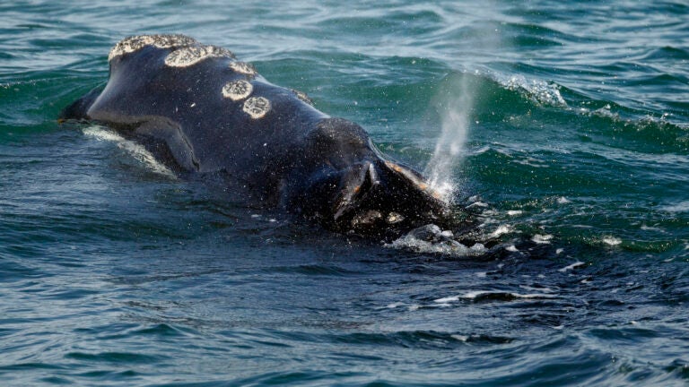 A North Atlantic right whale feeds on the surface of Cape Cod bay.