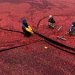 Workers adjust floating booms while wet harvesting cranberries.