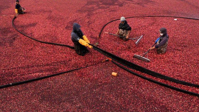 Workers adjust floating booms while wet harvesting cranberries.