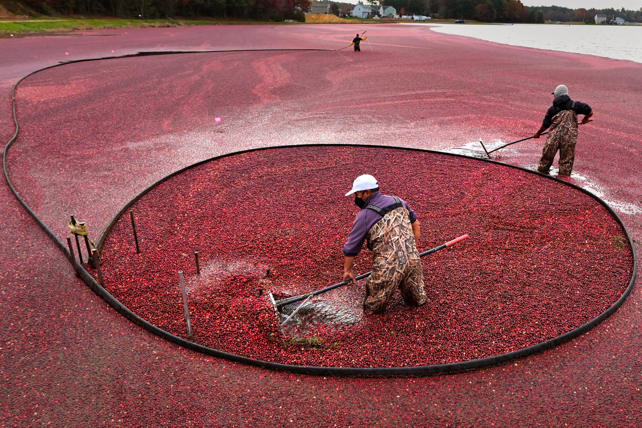 Os trabalhadores ajustam as lanças flutuantes enquanto colhem cranberries.