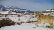 Coyote mating season is underway: What this means for pet safety
