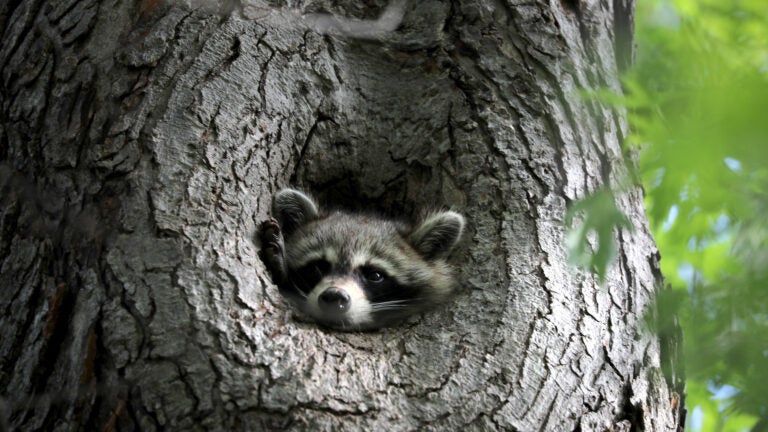 Mass. cities warn of perhaps rabid raccoons