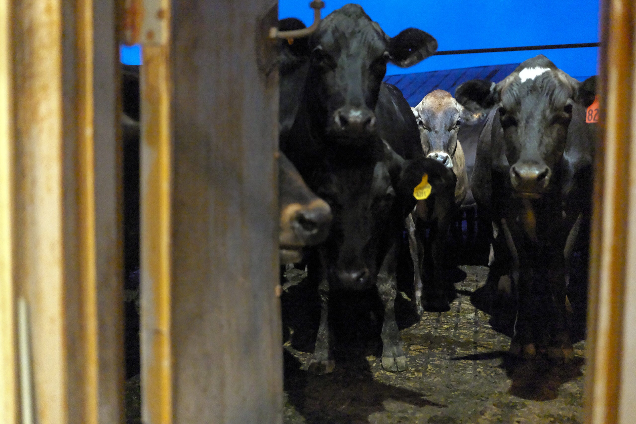 Vacas em uma fazenda leiteira em Whitewater, Kansas.