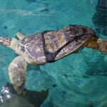 Sea turtle