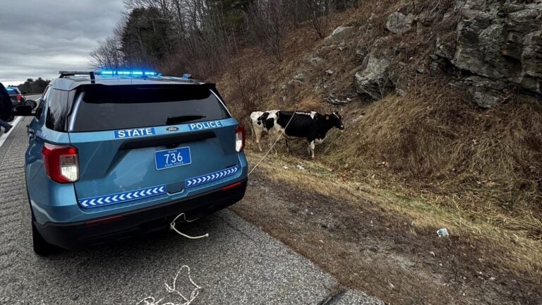 Cows fall from trailer onto Maine Turnpike after door unlatches, officials say