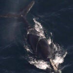 A North Atlantic right whale documented with line wrapped around the head and the body.