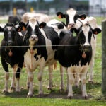 Dairy cows stand in a field outside of a milking barn.
