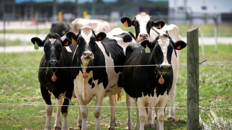 Dairy cows stand in a field outside of a milking barn.