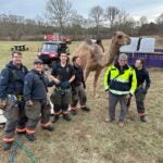 Firefighters helped a camel stand back up.