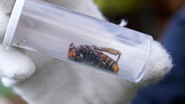 FILE - A Washington State Department of Agriculture worker displays an Asian giant hornet taken from a nest, Oct. 24, 2020, in Blaine, Wash.