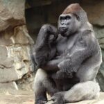 Kitombe, a western lowland gorilla, is considered critically endangered. He is undergoing medical treatment to address his “concerning health issues."
