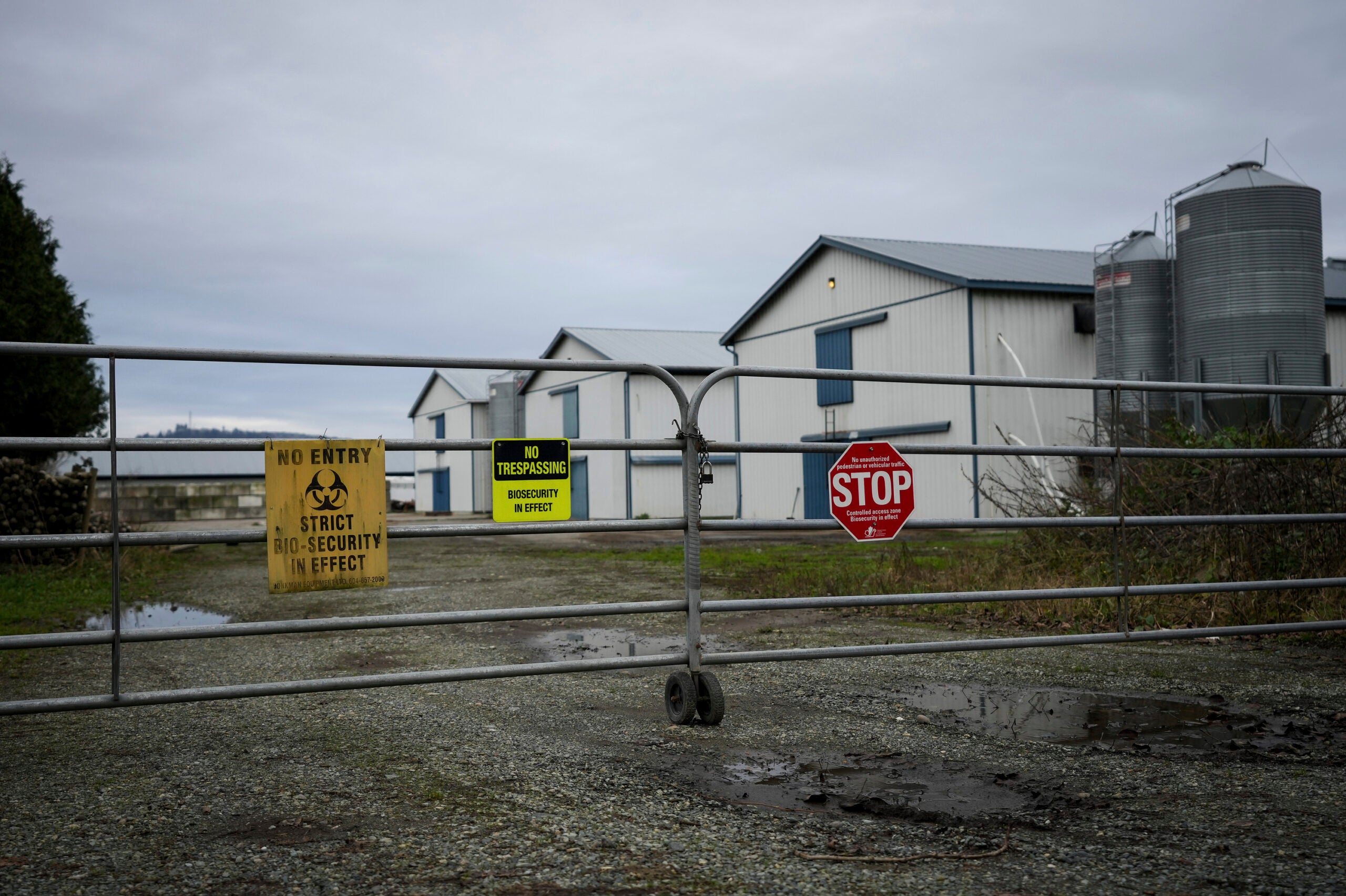 Biosecurity warning signs are seen on a locked gate.