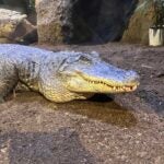 Alligators at Living Shores Aquarium in Glen, N.H.