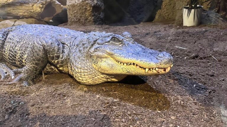 Alligators at Living Shores Aquarium in Glen, N.H.