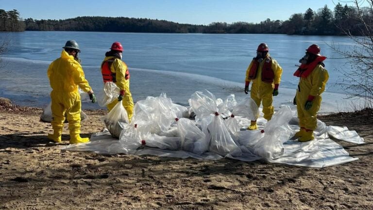 The veterinary team at Cape Wildlife Center assists with an outbreak of avian flu at Billington Sea in Plymouth.