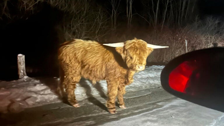 Scottish Highland bull on the loose in Connecticut’s rural hill country