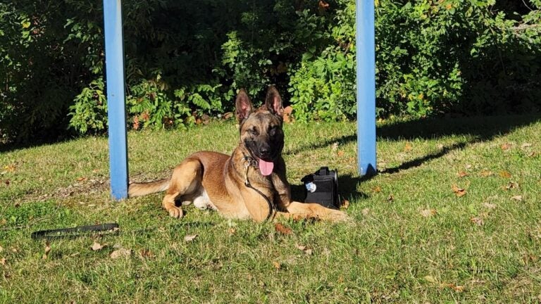 The man who allegedly shot the officer killed K-9 killed by the police Maine