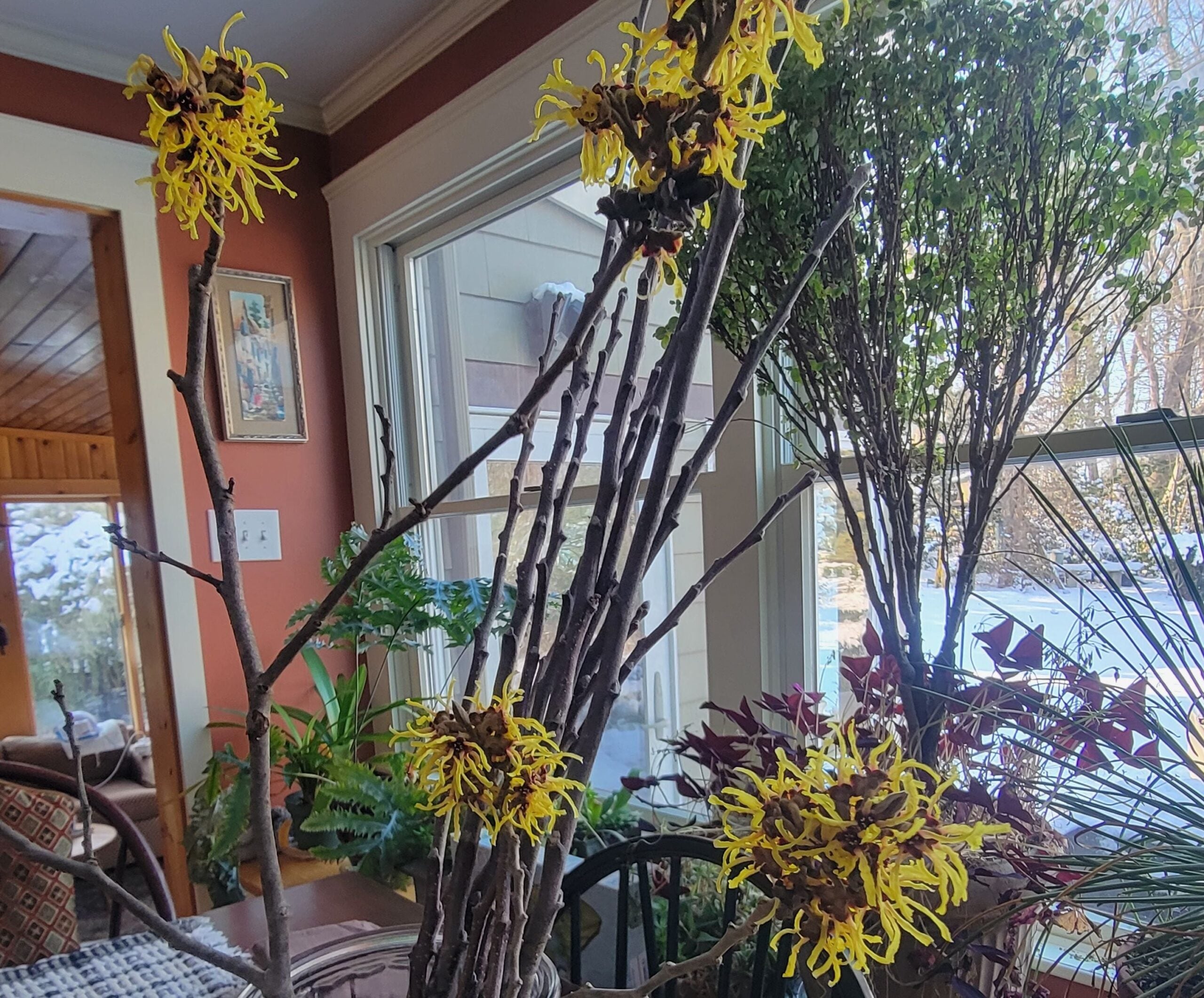 Witch hazel will bloom indoors.