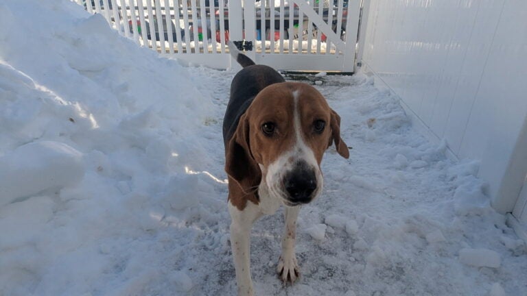 A dozen dogs among 50 surrendered in S.C. are getting ready for adoption in Mass.