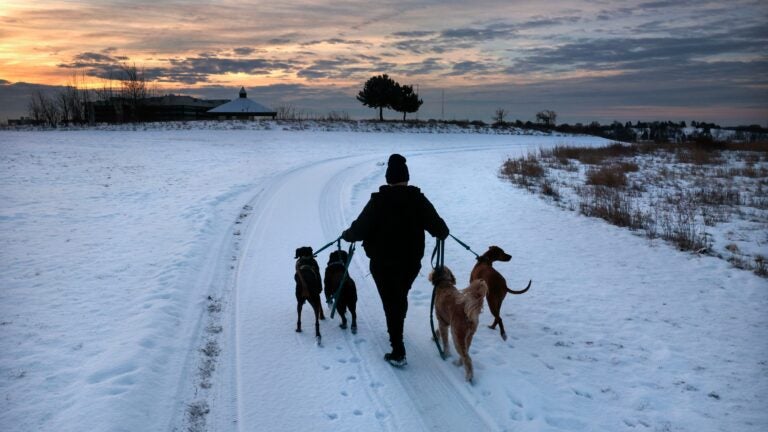This New England city may limit how many pets residents can own