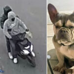 Boston police are searching for two individuals who allegedly stole a bulldog in Dorchester on Wednesday.