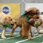 Two dogs from Massachusetts are competing in the Puppy Bowl this weekend.