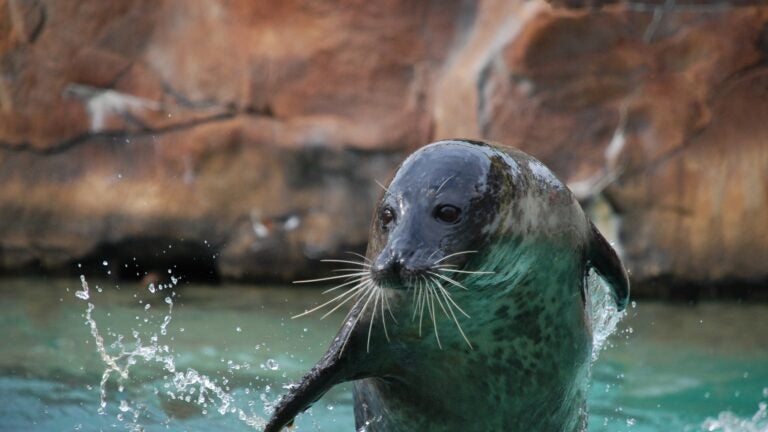 Harbor seal dies of avian flu at New Bedford zoo