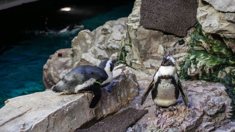 New England Aquarium builds retirement home for aging penguins