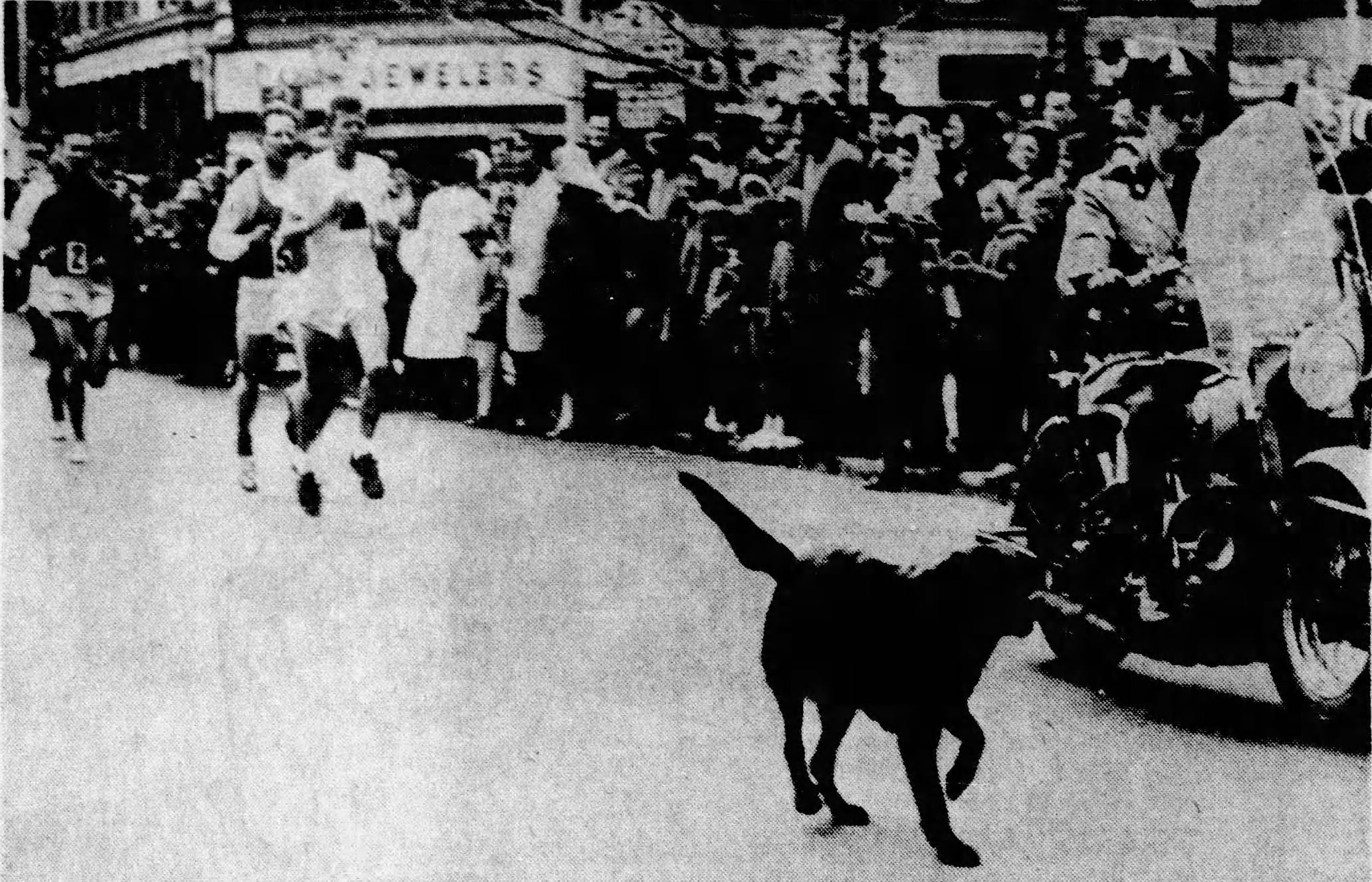 Boston Marathon dog
