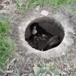Firefighters discovered a dog inside a storm drain.