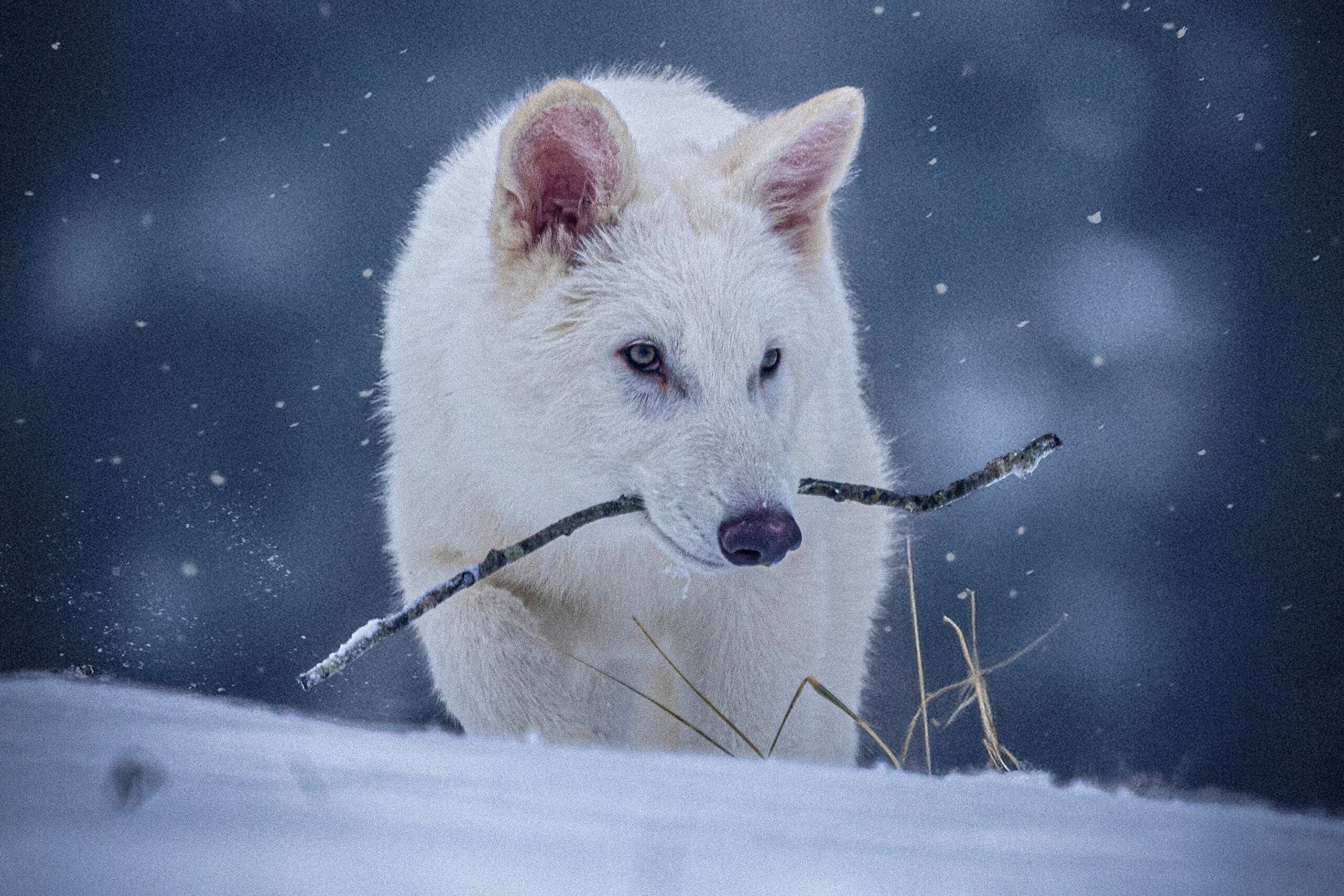 Scientists genetically engineer wolves with white hair and