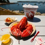 Lobster