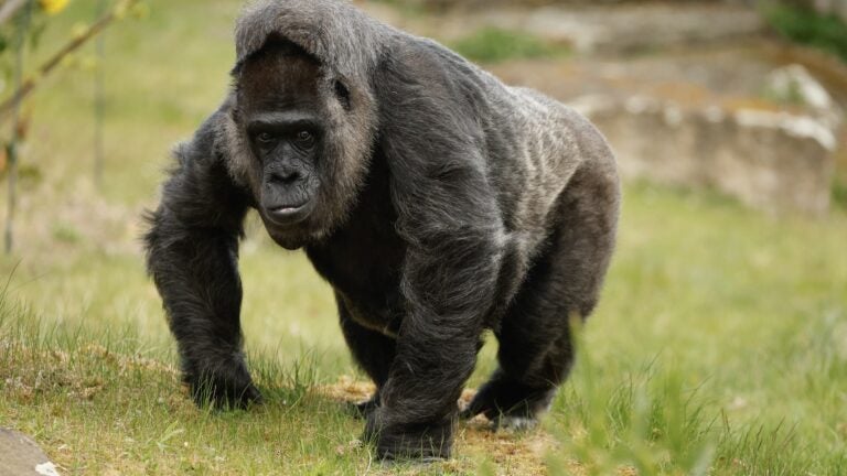 Celtics players weigh in on viral '100 people vs. gorilla' debate