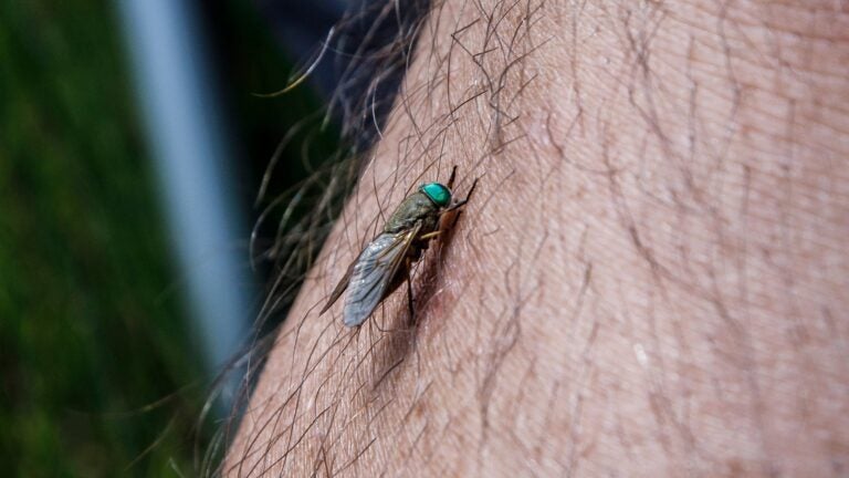 Greenhead flies are back with a vengeance. Here's what to know.