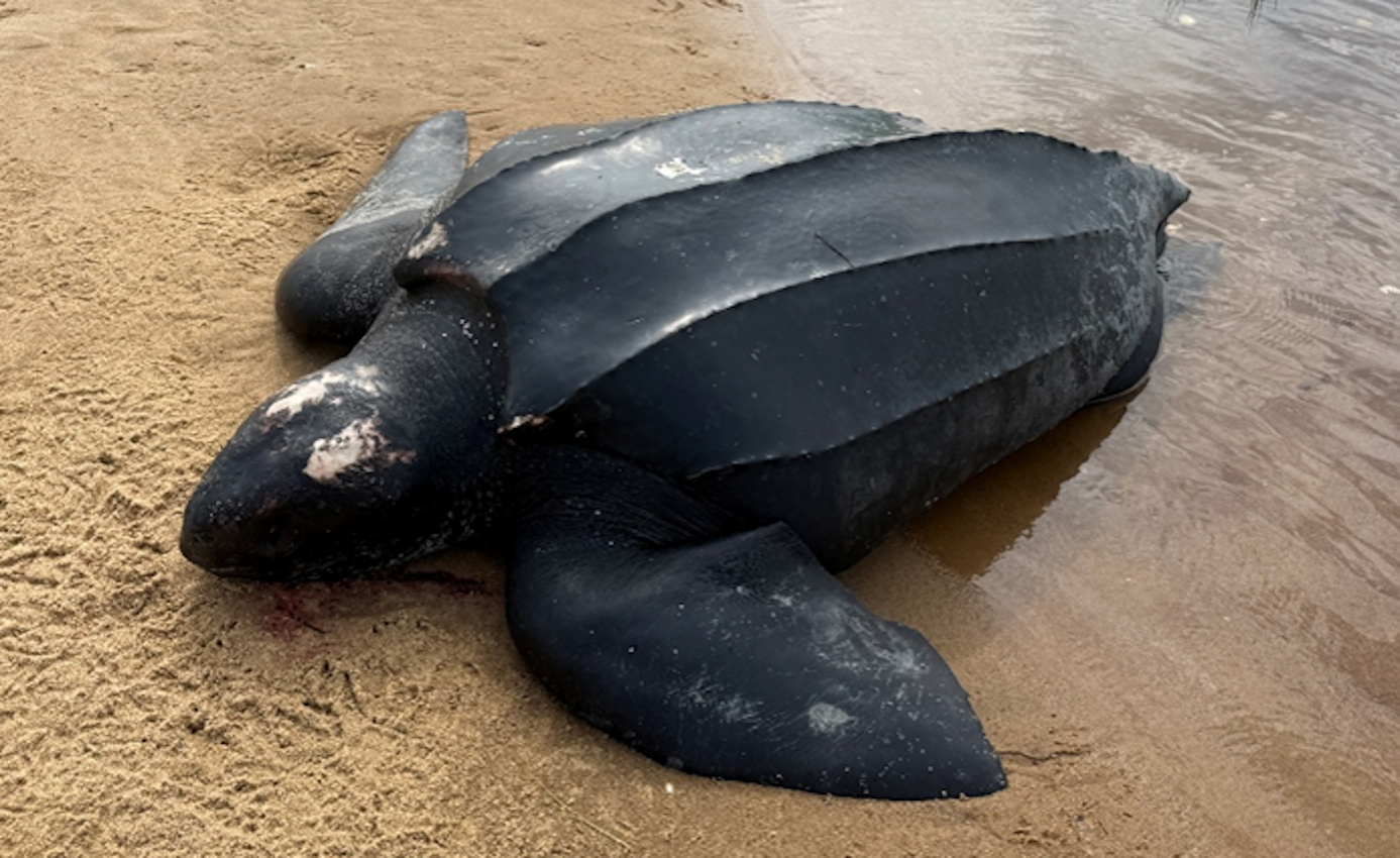 700-pound sea turtle washes up dead on Martha's Vineyard